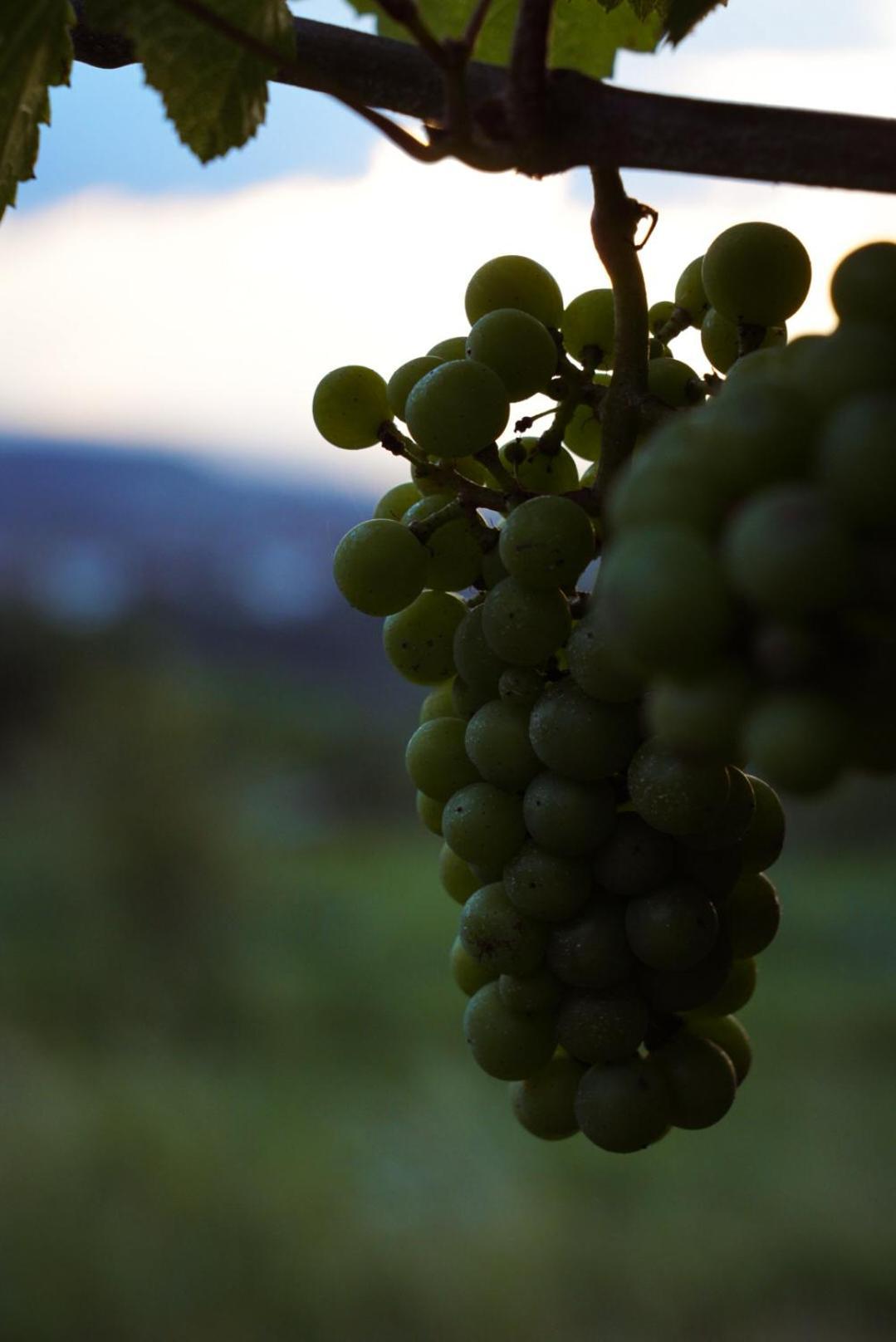 Pikol Lake Village Wine Estate Nova Gorica Exterior photo
